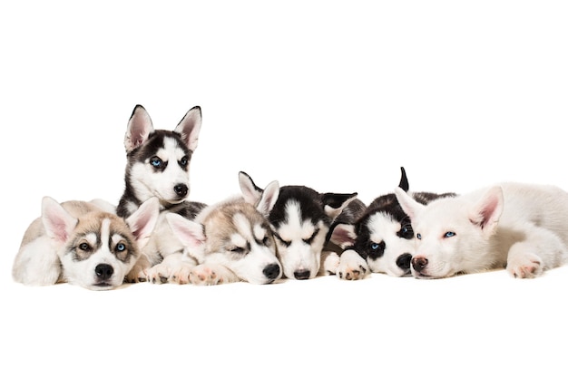 Siberische husky-puppy's