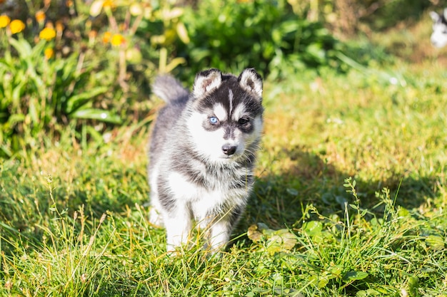 Siberische husky puppy's