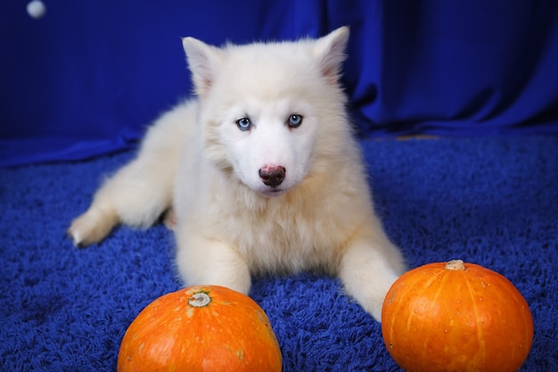 Siberische Husky puppy wit met pompoen op een blauwe achtergrond