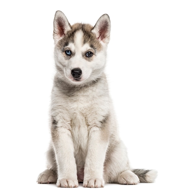 Siberische Husky puppy zittend, geïsoleerd op wit