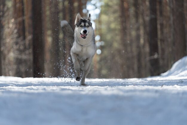 Siberische husky rent door het bos in een winterpark