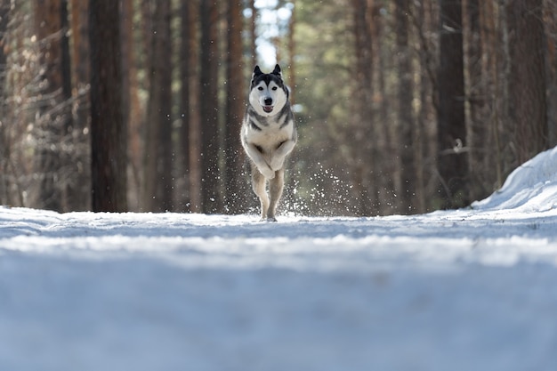 Siberische husky rent door het bos in een winterpark