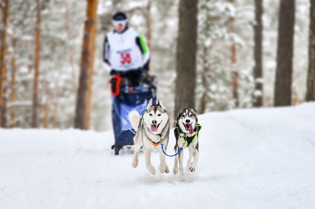 Siberische husky sledehond racen