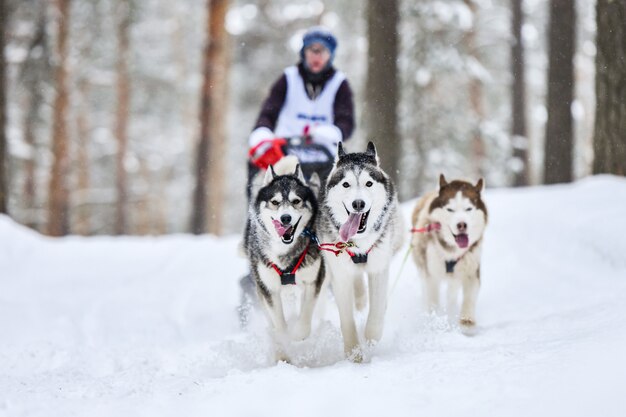 Siberische husky sledehond racen