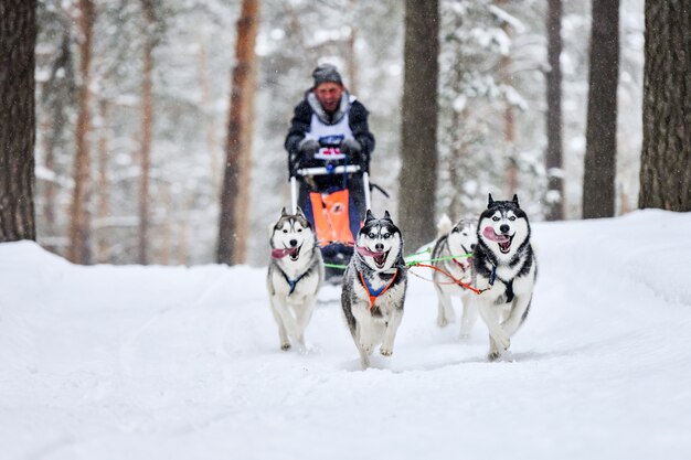 Siberische husky sledehonden racen. Mushing wintercompetitie. Husky sledehonden in harnas trekken een slee met hondenbestuurder.