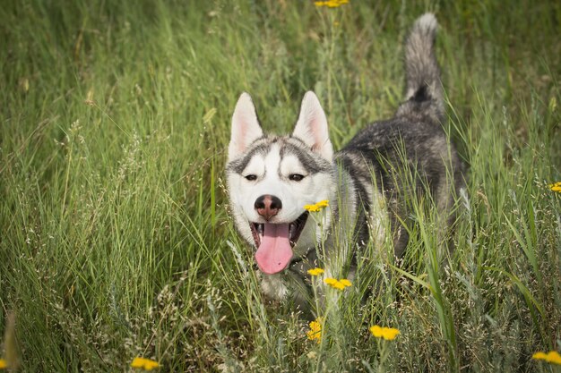 Siberische Husky spelen in het gras