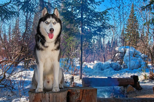 Foto siberische husky zit in winter tourist camp kopieerruimte