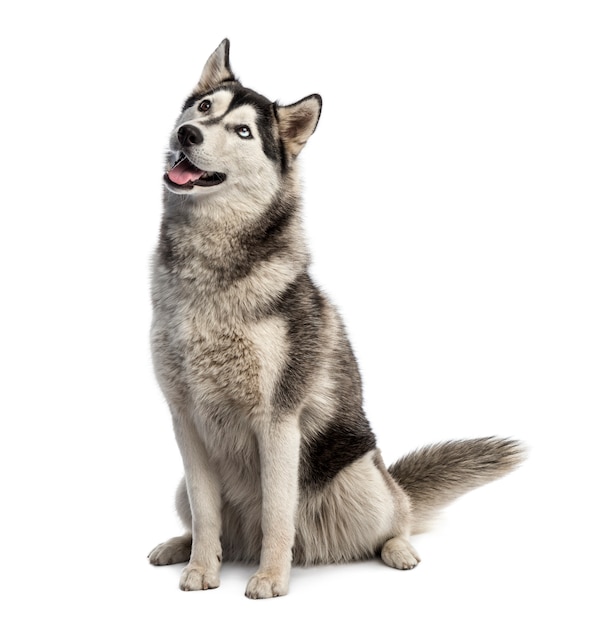 Siberische husky zitten en opzoeken