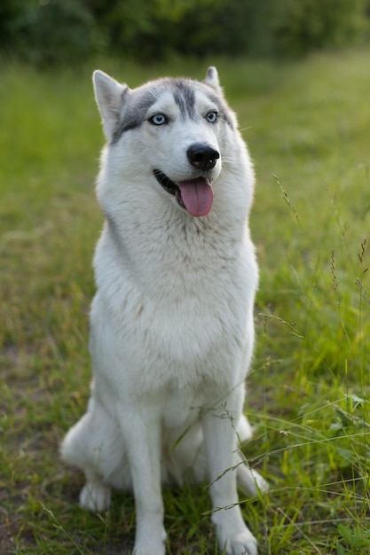 Siberische husky zittend op het groene gras in het park.