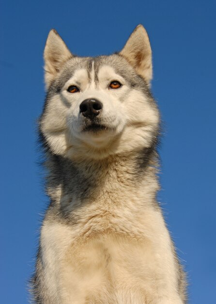 Siberische husky