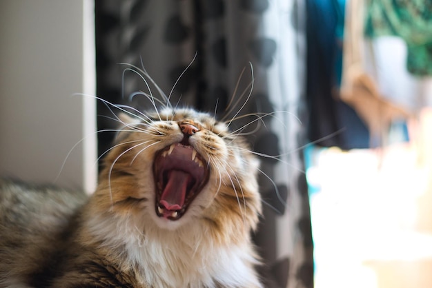 Siberische kat geeuwen Pluizige kat Hypoallergene kat met lange snorharen Schattig huisdier