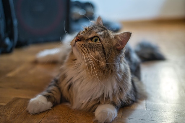 Siberische kat kijkt naar zijn baasje Fluffy Cat Hypoallergene kat met lange snorharen