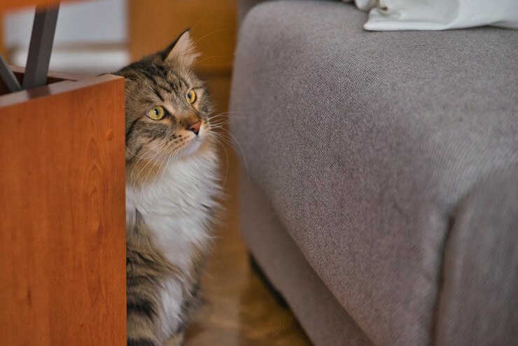 Siberische kat met lang haar en grote gele ogen. Luie dag thuis met de huisdieren. Hypoallergene kat.