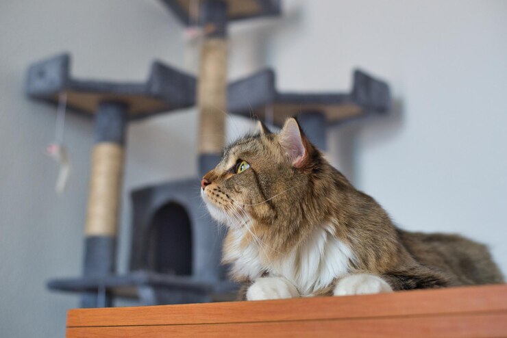 Siberische kat op tafel nadenken over wat te eten Hypoallergene kat Langharige kat