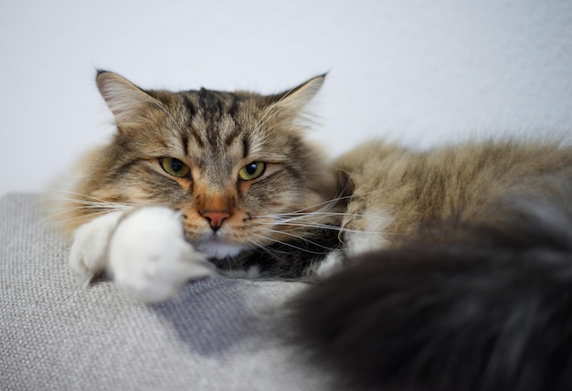 Siberische kat rust op de bank erg blij en kalm Hypoallergene kat Langharige kat