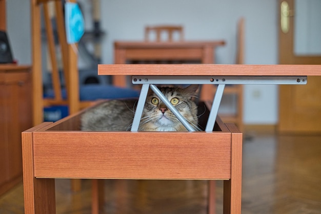 Siberische kat verstopt in de woonkamertafel Hypoallergene kat Langharige kat