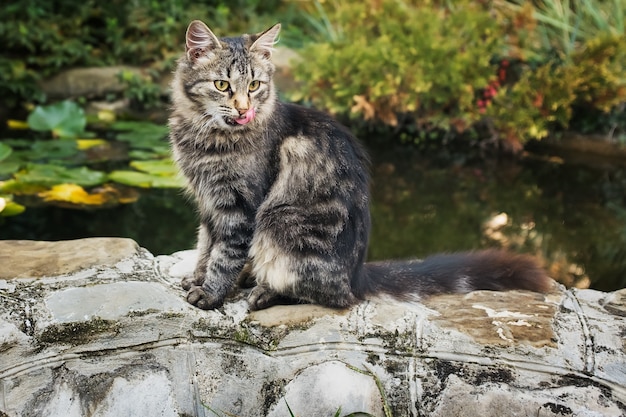 Siberische kat. Zit aan de oever van de vijver