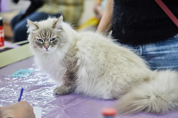 Siberische kat zit met gevouwen pootjes op tafel