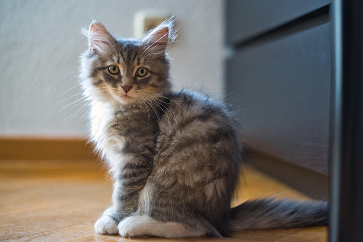 Siberische kitten in zijn favoriete kamer Puppy kat hypoallergene kat Langharige kat