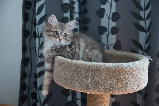 Foto siberische kitten liggend op zijn favoriete krabpaal hypoallergene kat