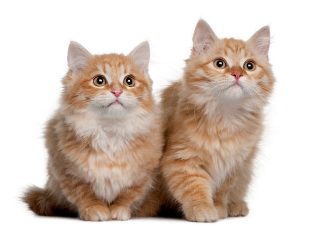 Siberische kitten voor een witte achtergrond