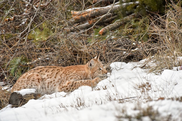 Siberische Lynx gehurkt in de sneeuw en klaar om te bespringen