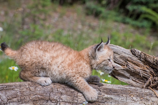 Siberische lynx kitten zat op een logboek