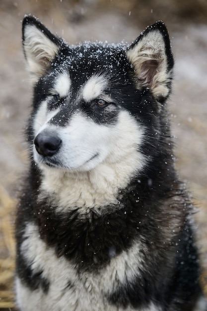 Siberische Malamute-hond