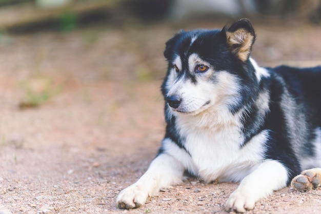 Siberische mix-puppy's liggen comfortabel op de grond.