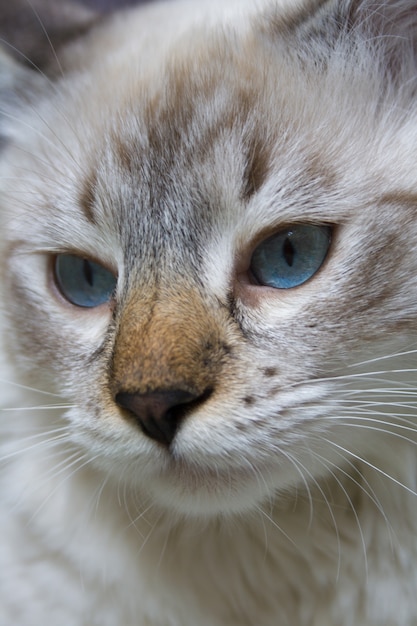 Siberische Neva Masquerade kat, kitten 9 maanden oud, met mooie blauwe ogen close-up