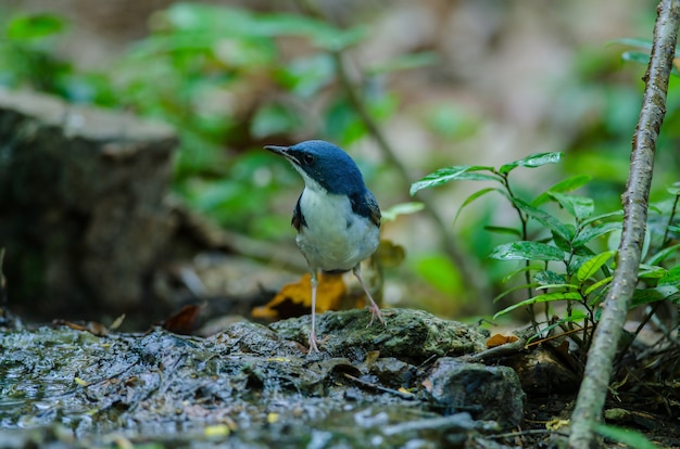 Siberische robin (luscinia cyane)