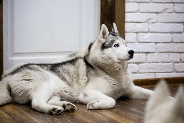 Siberische schor die thuis op de vloer ligt. levensstijl met hond