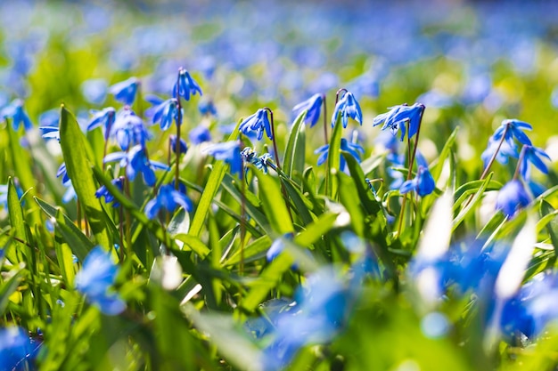 Siberische squill blauwe bloemen in de weide Scilla siberica