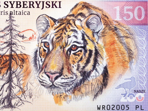 Siberische tijger een portret van geld