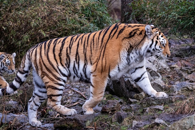 Siberische tijger met welp Panthera tigris altaica