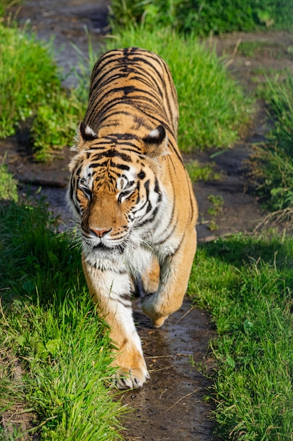 Siberische tijger