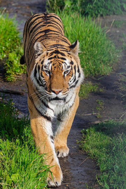 Siberische tijger