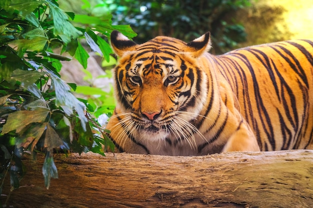 Siberische tijger