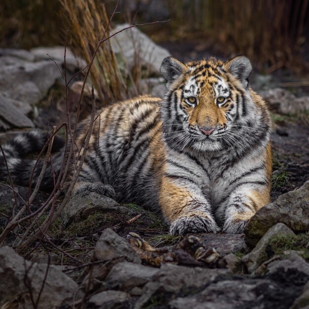 Siberische tijger