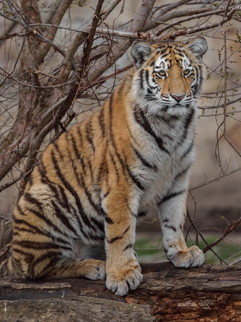 Siberische tijger