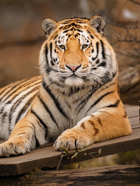 Siberische tijger