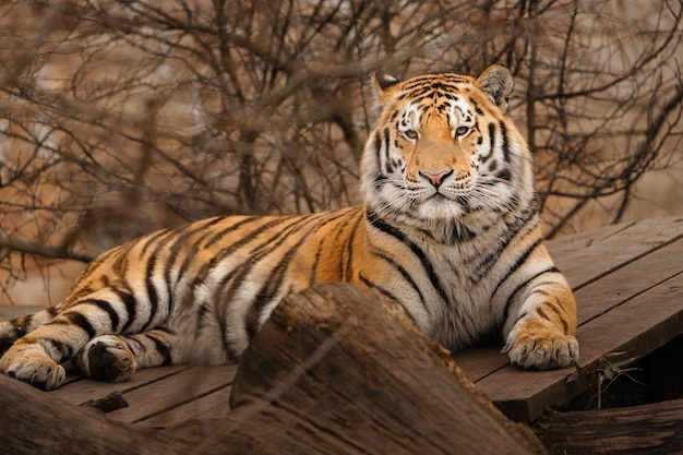 Siberische tijger