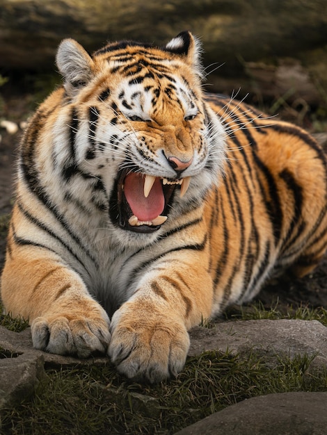 Foto siberische tijger