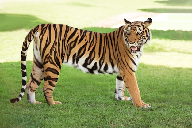 Siberische tijger