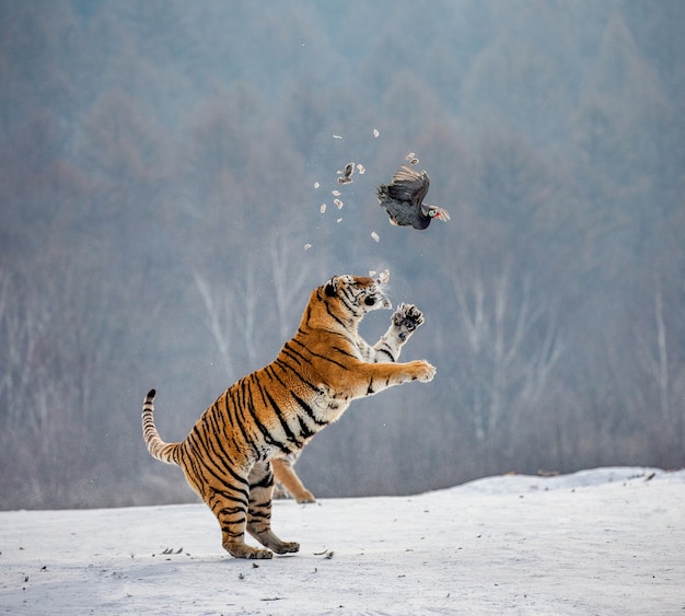 Siberische tijgerpark