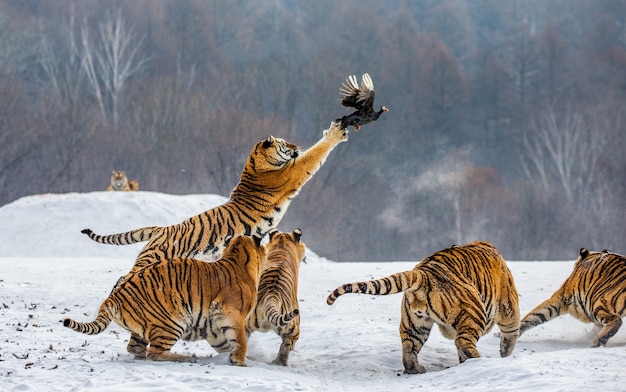 Siberische tijgerpark