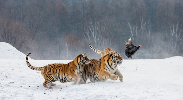 Siberische tijgerpark