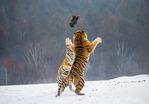 Siberische tijgerpark