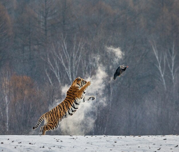 Siberische tijgerpark