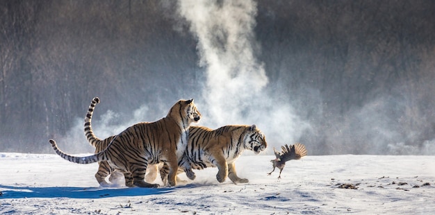 Siberische tijgerpark